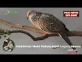 Download Lagu Suara Burung Tekukur Petarung Ampuh Langsung Nyamber ||Cocok Untuk Pikat 100% Dapat