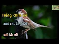 Tiếng chim sẻ dùng bẫy keo chuẩn mới nhất file 20 phút 2022