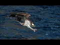 Download Lagu The Slow Motion Beauty and Skill of an Ospreys Dive: Wild Birds Revealed