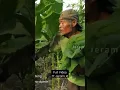 Download Lagu Indonesia Tobacco Process #shorts #shortvideo #viral MP3