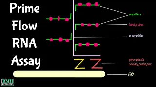 Prime Flow RNA Assay Detection Of Proten RNA By Flowcytometry