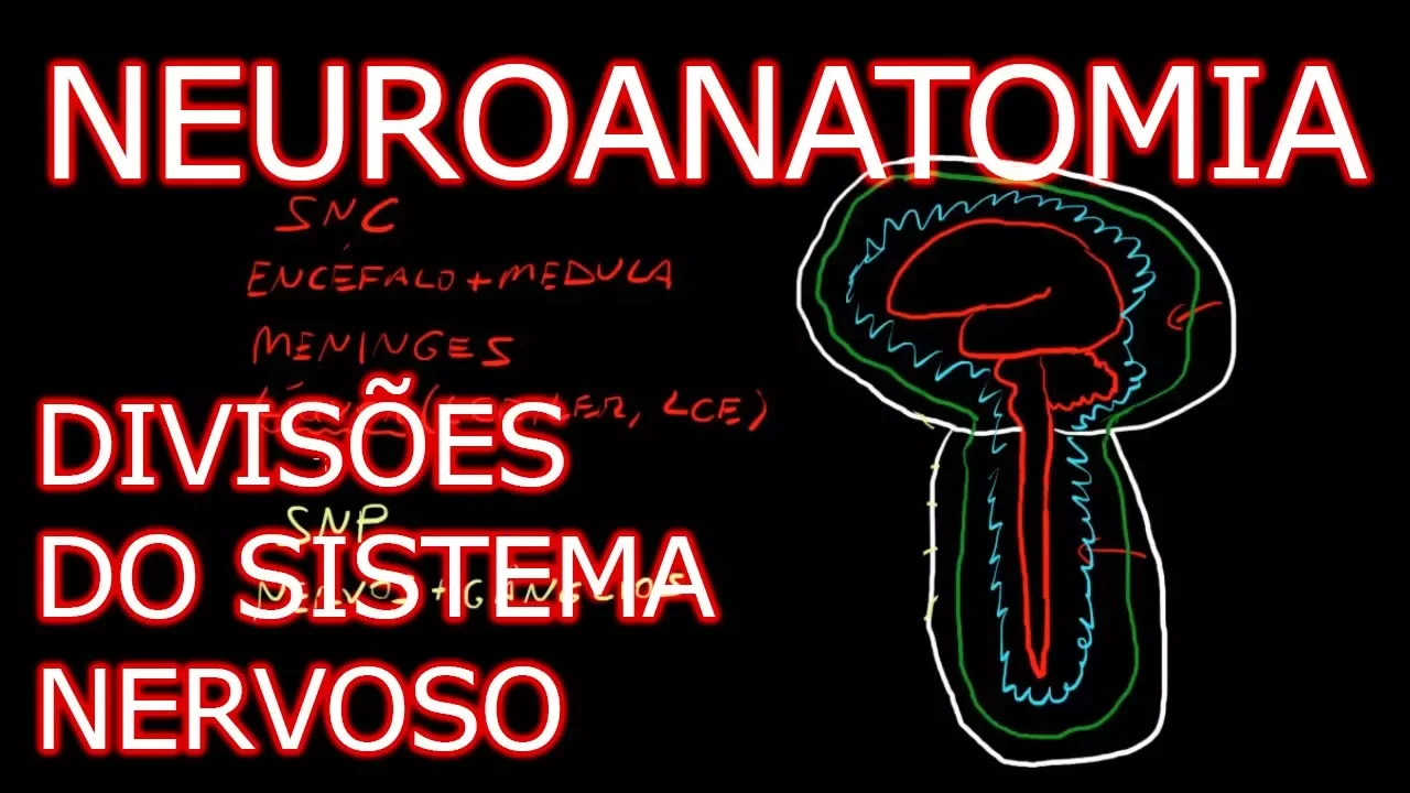 Aula: Introdução à Neuroanatomia - Divisões do Sistema Nervoso | Neuroanatomia Humana #1