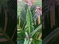 Sago Palm fronds Unfurl like ferns