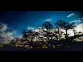 Lamb - Angelica