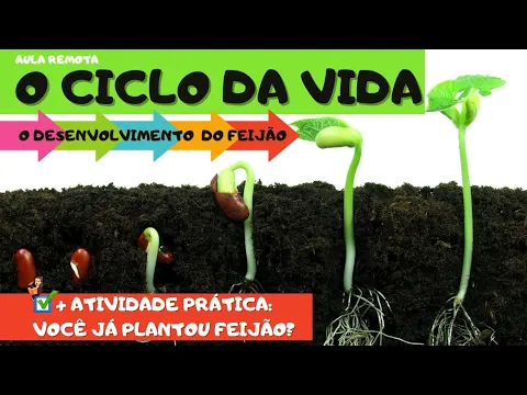 Download MP3 O DESENVOLVIMENTO DO FEIJÃO. Atividade para crianças pequenas. #meioambiente #primavera #ciclodavida