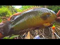 Download Lagu Asli mancing ikan Betok di spot baru, bikin pemancing sampai terheran heran karena banyak ikan nya