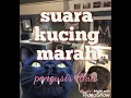 Download Lagu suara kucing marah pengusir tikus