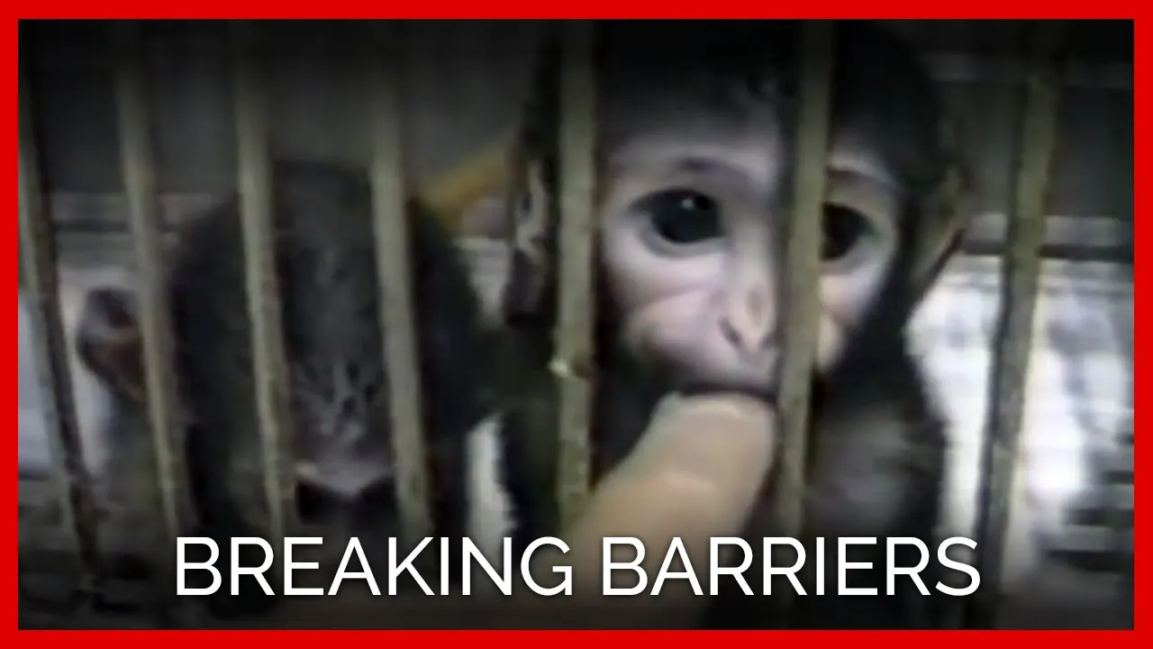 Watch people react to photos of animal testing for cosmetics #BeCrueltyFree