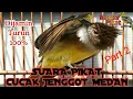 Download Lagu 🔴SUARA PIKAT CUCAK JENGGOT MEDAN - part 2