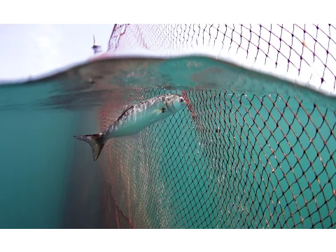 BLUEFISH TRAILER