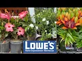 LOWES BEST NEW PLANTS ARRIVALS FOR HOW TO MAKE YOUR GARDEN BEAUTIFUL