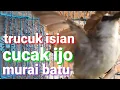 Download Lagu suara burung trucukan isian burung cucak ijo dan isian burung murai batu