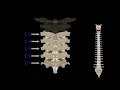 All About YOUR Spine! | The Spine Song | KLT Anatomy