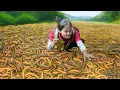 Download Lagu Harvest ANACONDA EELS in Mud Pond Goes To Market Sell, Giant Python Trapped in Forest | Susan