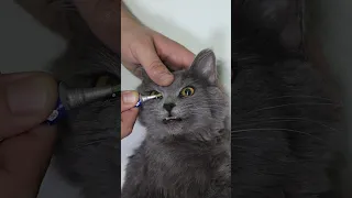 ترطيب العيون للقطط   دندنها