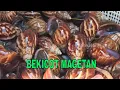 Download Lagu BEKICOT MAGETAN | JEJAK SI GUNDUL (03/02/23)