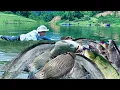 Download Lagu Traditional Fishing Skills - Single Mother Slips While Catching Giant Fish in Very Deep Lake