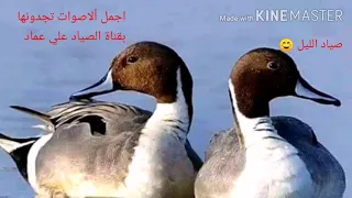 صوت طائر ابو زله البربش الحذاف 