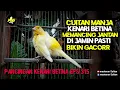 Download Lagu PANCINGAN KENARI BETINA MEMANGGIL JANTAN EPS 315#pancingankenaribetina #kicaumania #masteran 