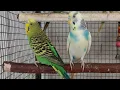 Download Lagu 3 Hours Happy budgie sounds