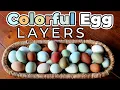 These Chicken Breeds Lay The Most INSANE Colored Eggs