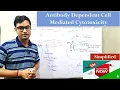 Antibody Dependent Cell Mediated Cytotoxicity ADCC B Sc Immunology