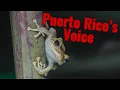 Common Coqui The Symbol of Puerto Rico