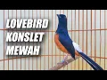 Download Lagu TEMBAKAN LOVEBIRD ISTIMEWA!! MURAI BATU ISIAN LOVEBIRD NGEKEK PANJANG SANGAT BAGUS BUAT MASTERAN