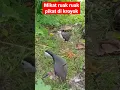 Download Lagu MIKAT RUAK RUAK PIKAT DI KROYOK #burungruakruak #mikatruakruak #jeratruakruak