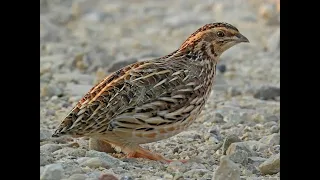                                       صوت طائر السمان الفري الصفاري دندنها