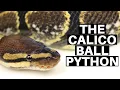 Morph Guide The Calico Ball Python - Benjamin s Exotics