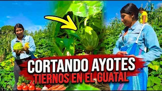 Cortando ayotes frescos en el guatal.