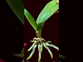 Download Lagu 100 times stronger than garlic! The weakest orchid becomes strong and blooms #orchid #short