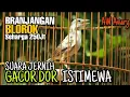 Lagu Branjangan gacor dor full isian SUARA JERNIH warna BLOROK istimewa