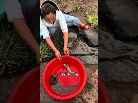 नहर के अंदर से ये क्या निकला Part 6 😵😱 #fish #tortoise  #hindifacts #animallovers  #dpscworld #2026