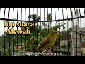 Download Lagu TOP MEWAH‼️SUARA BURUNG PLECI MERAPI NGEPLONG BUKA PARUH