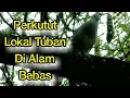 Download Lagu Perkutut Lokal Tuban Di Alam Bebas Suara NgebaSS - Cocok Buat Terapi Perkutut Macet