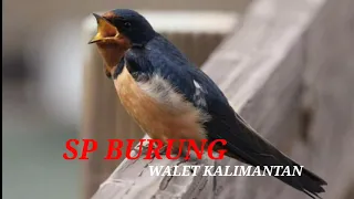 suara burung walet kalimantan mp3 sp kera sakti info walet official