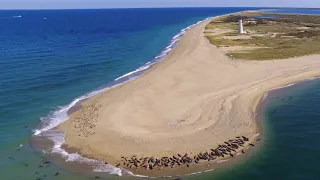 SHARK BAIT – Seals On Nantucket!