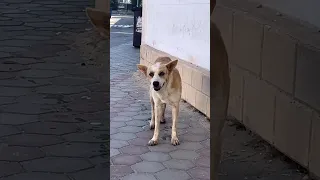 لما تعمل مقلب في سبايدر مان            دندنها