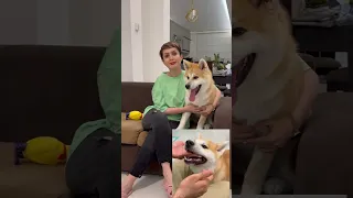 گاز گرفتن سگ تو ۳ ثانیه رفع شد سگ سگها آموزش سگ 