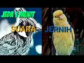 Download Lagu MASTERAN BURUNG || SUARA KENARI DAN CILILIN