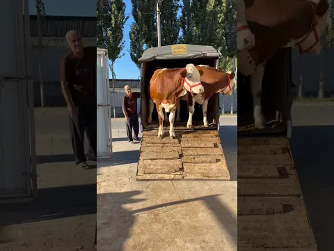 SİMENTAL DÜVELER YENİ AHIRA GİRİYOR