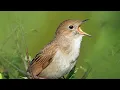 Download Lagu SUARA MASTERAN EDAN SIKATAN LONDO UNTUK BURUNG JUARA   TAJAM RAPAT JERNIH | Common Nightingale