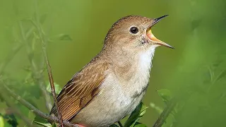 suara masteran edan sikatan londo untuk burung juara tajam rapat jernih common nightingale