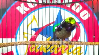 suara burung kolibri ninja gacor full isian roll tembak pancingan konin bahan agar cepat emosi