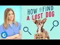 How to Find a Lost Dog Chewy