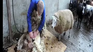 الحنكلولو دندنها