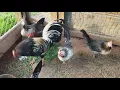 Brassback butcher and hens