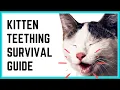 Kitten Teething Timeline Symptoms How to Help